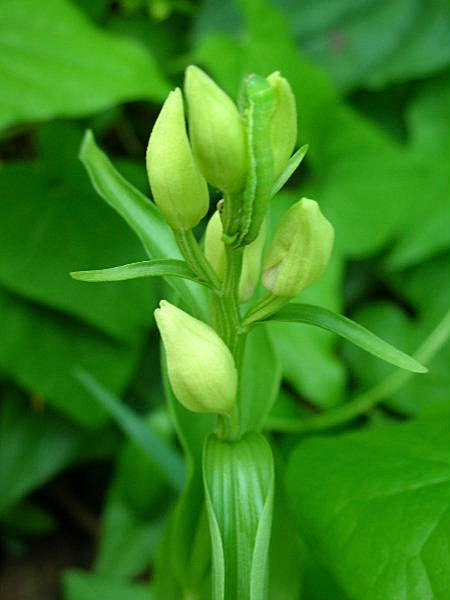 Cephalanthera damasonium, C. longifolia, C. rubra